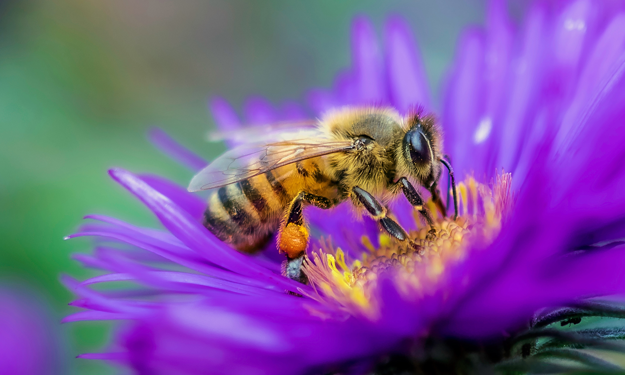 FINAL_Bees